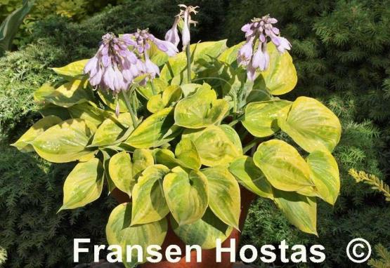 Hosta Hawkeye